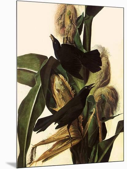 Common Grackle-John James Audubon-Mounted Giclee Print