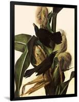 Common Grackle-John James Audubon-Framed Giclee Print