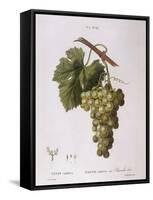 Common Grape Vine (Vitis Vinifera)-null-Framed Stretched Canvas