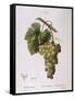 Common Grape Vine (Vitis Vinifera)-null-Framed Stretched Canvas