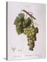 Common Grape Vine (Vitis Vinifera)-null-Stretched Canvas