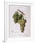 Common Grape Vine (Vitis Vinifera)-null-Framed Giclee Print