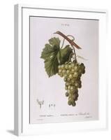 Common Grape Vine (Vitis Vinifera)-null-Framed Giclee Print