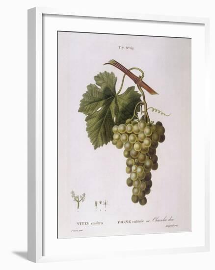 Common Grape Vine (Vitis Vinifera)-null-Framed Giclee Print