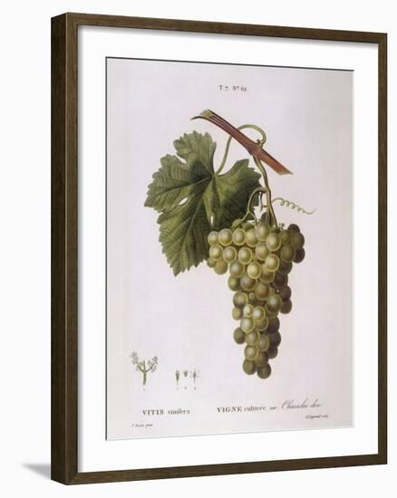 Common Grape Vine (Vitis Vinifera)-null-Framed Giclee Print