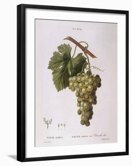 Common Grape Vine (Vitis Vinifera)-null-Framed Giclee Print