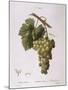 Common Grape Vine (Vitis Vinifera)-null-Mounted Giclee Print