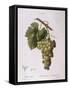 Common Grape Vine (Vitis Vinifera)-null-Framed Stretched Canvas