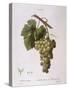 Common Grape Vine (Vitis Vinifera)-null-Stretched Canvas