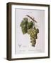 Common Grape Vine (Vitis Vinifera)-null-Framed Giclee Print