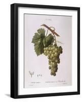 Common Grape Vine (Vitis Vinifera)-null-Framed Giclee Print