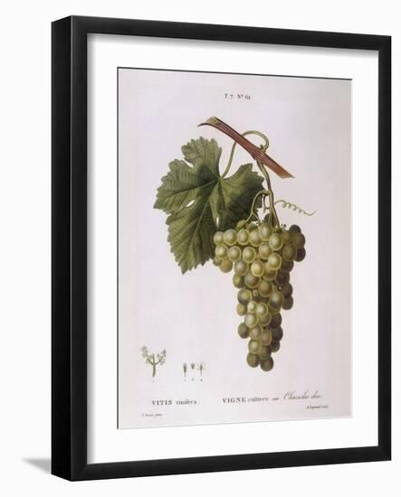 Common Grape Vine (Vitis Vinifera)-null-Framed Giclee Print