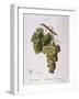 Common Grape Vine (Vitis Vinifera)-null-Framed Giclee Print