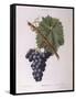 Common Grape Vine (Vitis Vinifera)-null-Framed Stretched Canvas