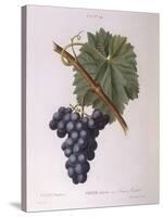 Common Grape Vine (Vitis Vinifera)-null-Stretched Canvas