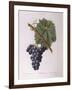 Common Grape Vine (Vitis Vinifera)-null-Framed Giclee Print