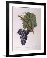 Common Grape Vine (Vitis Vinifera)-null-Framed Giclee Print