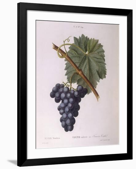 Common Grape Vine (Vitis Vinifera)-null-Framed Giclee Print