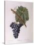 Common Grape Vine (Vitis Vinifera)-null-Stretched Canvas