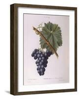 Common Grape Vine (Vitis Vinifera)-null-Framed Giclee Print