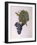 Common Grape Vine (Vitis Vinifera)-null-Framed Giclee Print