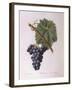 Common Grape Vine (Vitis Vinifera)-null-Framed Giclee Print