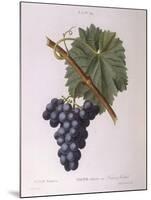 Common Grape Vine (Vitis Vinifera)-null-Mounted Giclee Print