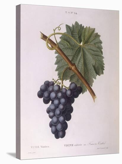 Common Grape Vine (Vitis Vinifera)-null-Stretched Canvas