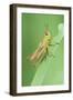Common Grasshopper Nymph-null-Framed Photographic Print
