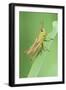 Common Grasshopper Nymph-null-Framed Photographic Print