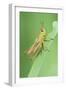 Common Grasshopper Nymph-null-Framed Photographic Print