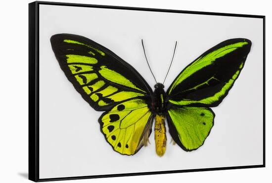 Common Green Birdwing Butterfly, Comparing the Top Wing and Bottom-Darrell Gulin-Framed Stretched Canvas