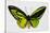 Common Green Birdwing Butterfly, Comparing the Top Wing and Bottom-Darrell Gulin-Stretched Canvas