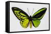 Common Green Birdwing Butterfly, Comparing the Top Wing and Bottom-Darrell Gulin-Framed Stretched Canvas