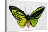 Common Green Birdwing Butterfly, Comparing the Top Wing and Bottom-Darrell Gulin-Stretched Canvas