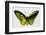 Common Green Birdwing Butterfly, Comparing the Top Wing and Bottom-Darrell Gulin-Framed Premium Photographic Print