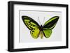 Common Green Birdwing Butterfly, Comparing the Top Wing and Bottom-Darrell Gulin-Framed Premium Photographic Print