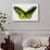 Common Green Birdwing Butterfly, Comparing the Top Wing and Bottom-Darrell Gulin-Photographic Print displayed on a wall