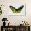 Common Green Birdwing Butterfly, Comparing the Top Wing and Bottom-Darrell Gulin-Framed Photographic Print displayed on a wall