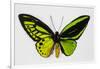 Common Green Birdwing Butterfly, Comparing the Top Wing and Bottom-Darrell Gulin-Framed Photographic Print