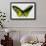 Common Green Birdwing Butterfly, Comparing the Top Wing and Bottom-Darrell Gulin-Framed Photographic Print displayed on a wall