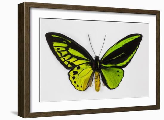 Common Green Birdwing Butterfly, Comparing the Top Wing and Bottom-Darrell Gulin-Framed Photographic Print