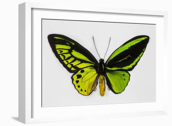 Common Green Birdwing Butterfly, Comparing the Top Wing and Bottom-Darrell Gulin-Framed Photographic Print