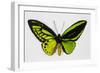 Common Green Birdwing Butterfly, Comparing the Top Wing and Bottom-Darrell Gulin-Framed Photographic Print