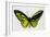 Common Green Birdwing Butterfly, Comparing the Top Wing and Bottom-Darrell Gulin-Framed Photographic Print