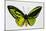 Common Green Birdwing Butterfly, Comparing the Top Wing and Bottom-Darrell Gulin-Mounted Photographic Print