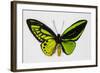 Common Green Birdwing Butterfly, Comparing the Top Wing and Bottom-Darrell Gulin-Framed Photographic Print