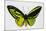 Common Green Birdwing Butterfly, Comparing the Top Wing and Bottom-Darrell Gulin-Mounted Photographic Print