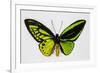 Common Green Birdwing Butterfly, Comparing the Top Wing and Bottom-Darrell Gulin-Framed Photographic Print