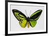 Common Green Birdwing Butterfly, Comparing the Top Wing and Bottom-Darrell Gulin-Framed Photographic Print